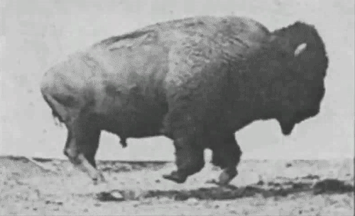 Motion Picture of American Bison